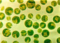 Chlorella, Powder - Wild Crafted - Once Celled Green Algae (454g = One Pound) Brand: Herbies Herbs