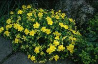 20 Seeds Hypericum Cerastoides Trailing St. Johns Wort
