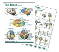 Brain Chart, Neurology