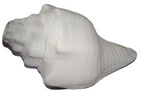 IndianStore4All Certified Natural Blowing Conch Bajane Wala Shankha Puja Shankh 3 To 3.5 Inches