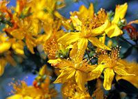 Bloom St John's Wort Blossom Hypericum Perforatum Vivid Imagery Laminated Poster Print 11 x 17