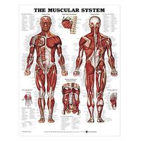 The Muscular System Anatomical Chart