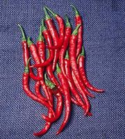 VISA STORE 125 Seed of Long Red Slim Cayenne - Hot Peppers