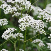 Shopvise Valerian 1 Packet39; S (Pcs) Herb Flower Garden Valeriana Officinalis Valerian Samen: 5 Packets