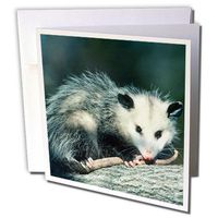 3dRose Virginia Opossum, Didelphis Virginian A, Juvenile in Tree, Illinois - Greeting Card, 6" x 6", Single (gc_251008_5)