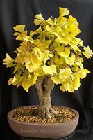 2018 Hot Sale!! 1 Professional Pack, 20 Seeds/Pack, Maidenhair Ginkgo biloba Tree Seeds Japanese Bonsai Unique Ornamental #NF235
