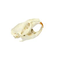 Real Muskrat Skull 2-3" | 1 piece