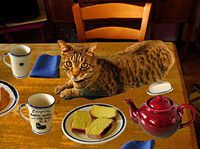 Cat Greeting Cards, Everything Tastes Better with Cat Hair, 5 Blank 5 X 7 Inch Note Cards Handmade By Deborah Julian