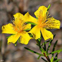 St John's Wort- 1250 Seeds