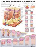 The Skin and Common Disorders Anatomical Chart