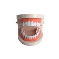 Standard Teeth Model, YOUYA DENTAL Kids Dental Teaching Study Supplies Adult Standard Typodont Demonstration Teeth Model