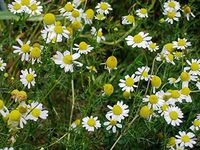 700 Seeds of Matricaria recutita, Marticaria chamomilla, Chamomilla recutita, Chamomilum nobile, Chamomile German, Water of Youth', Roman Chamomile, English Chamomile, German Chamomile, Roman chamomi