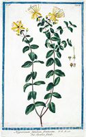 Historic Pictoric 1772 Print - Hypericum foetidum, frutescens = Iperico fetido. [St. John's-Wort] - Vintage Wall Art - 8in x 12in