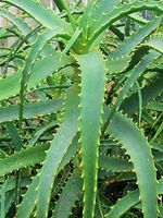 Artistic Solutions Medium Size Aloe Arborescens Bare Root ~ Rare ~ Hard-to-find ~ Grow Your Own Medicine Plant!