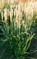 Psyllium Seed BlondWhole - Plantago ovata (454g = One Pound) Brand: Herbies Herbs