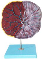 LXX Scientific Human Anatomy - Placenta and Umbilical Cord Model with Digital Sign -PVC Material Human Anatomy Medical Teaching Model Teaching Traning Display