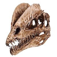 LXX Dinosaur Tooth Skull Fossil Teaching Skeleton Model Resin Crafts for Aquarium Ornament Home Decor Double Crown Dragon