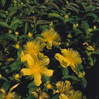 Hypericum St Johns Wort Calycinum Perennial Seeds