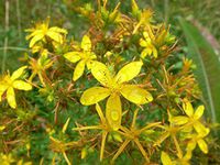 St. John's Wort Seeds (20 Seed Pack)