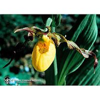 Flower Essence Services Lady's Slipper Yellow Essence, 0.25 Ounce