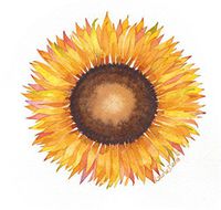 "Sunflower Series" - 6 Watercolor Note Card Set 4.25" X 5.5" with Envelopes