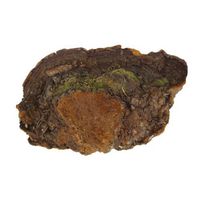 Changbai Mountains Wild Phellinus Pini Best Wild Fungus 500g