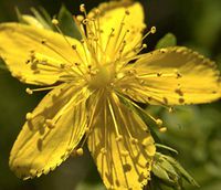 1 oz Seeds (Approx 190000 Seeds) of Hypericum pyramidatum, Great St. John's Wort
