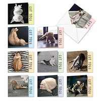 The Best Card Company - 10 Blank Yoga Note Cards Bulk (4 x 5.12 Inch) - Assorted Stick Figure and Animals Cards - Cat Yoga MQ4952OCB-B1x10