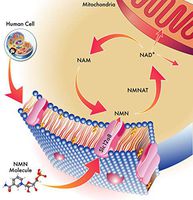 NMN Stabilized Form 250mg Serving Nicotinamide Mononucleotide Direct NAD+ Supplement More Stable Than Riboside Works Best When Paired with Resveratrol (2X 125mg Capsules 60ct).