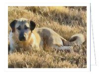 Anatolian Shephard Note Cards- Set of 6 with Envelopes by Doggylips