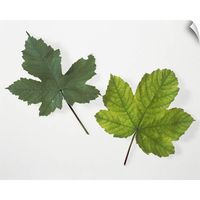 CANVAS ON DEMAND Leaf Chlorophyll Deficiency Wall Decal, 14"x11"