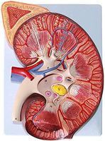 LXX Human Organ Anatomical Model - Human Kidney Anatomical Model Adrenal Gland Model PVC Doctor-Patient Communication Model - for Medical Educational Training Aid