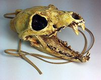 Aztec Death Whistle - Carnivore