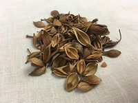 连翘 / 老翘 | Mature Forsythiae