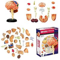 LXX Human Brain Anatomical Model - 32 Detachable Parts Medical Teaching Model -for Medical Educational Training Aid,Puzzle Assembling Toy