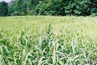 Brown Top Millet Seeds " Premium Florida Grown " 5 Lbs Bulk