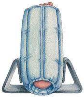 Universal Leg Stabilizer Standard