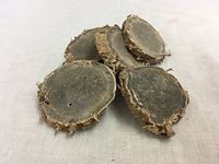 莪术 | Curcuma Zedoary