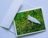 Bird Note Cards Original Elegant Photographic Textured White Blank 4.25"x 5.50" Boxed Set 8 W/Matching Envelopes In Plastic Jacket Thank You Invitations Birthdays Greetings Just Because