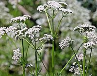 Valerian HERB, 51 Seeds VALERIANA OFFICINALIS, EXQUISITELY Scented White Flowers