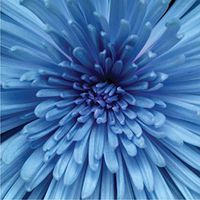 Luxuriousness Decoupage Paper Luncheon Napkins 2 X 20pcs 13"x13" Blue Chrysanthemum Flower