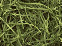 Olive Veryfine Cut™ Paper Shred 10 lb Box ~ Spring-fillÂ Shred - WRAPS-SP10OL