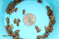 200 Extra Small Dubia Roaches