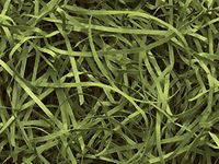 12oz Olive Green VERYFINE Fine Cut Gift Basket Shred Paper Grass Filler Bedding