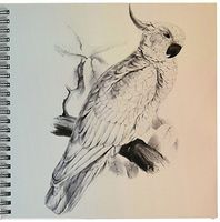 3dRose db_123739_1 Cockatiel Vintage Bird Drawing Book, 8 by 8-Inch