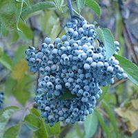 Blue Elderberry Sambucus Caerulea - 25+ Seeds