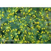 Flower Essence Services Supplement Dropper, Dill, 0.25 Ounce