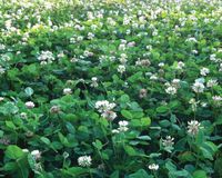 White Clover Seeds, Nitro-Coated and Inoculated, 1 Pound