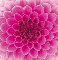 Decoupage Paper Luncheon Napkins 2 X 20pcs 13"x13" Dark Autumn Pink Abstract Flower