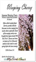Big Pack - (50) Japanese Weeping Cherry Tree Seed - Prunus subhirtella pendula Seeds - by MySeeds.Co (Big Pack - Weeping Cherry)